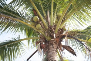 coconut2