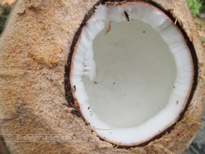 coconut22